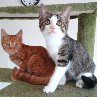 【12/3芝浦】とってもなかよし美少女ペア