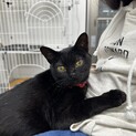 こんなに慣れてる猫は見たことがない！もはや人