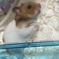 ゴールデンハムスター 赤ちゃん