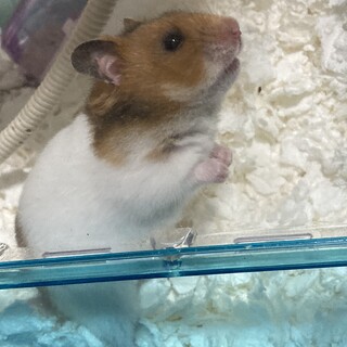 ゴールデンハムスター 赤ちゃん