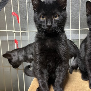 推定3ヶ月☆子猫兄弟