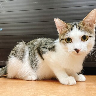 元気いっぱいサーシャ君