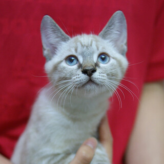 お話上手な美人さん☆パールちゃん