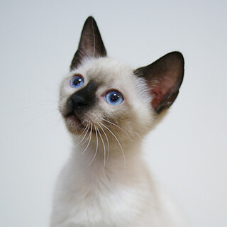 得意技はスリスリアピール☆クアラ君