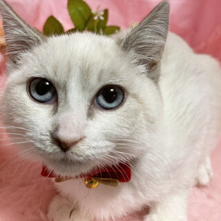 モフモフ！ブルーアイのシャムMIX『小雪』３ヶ月