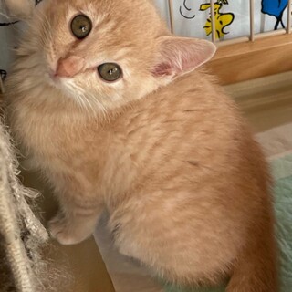 11/26譲渡会 ミルクティの女の子　2か月