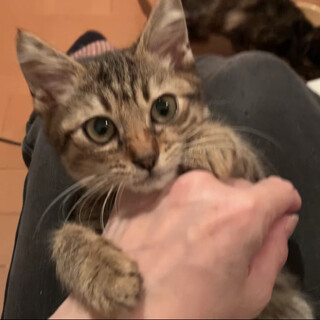 山の中で弱っていた子猫を保護しました！