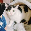 実家近くの会社倉庫に居た生後半年程の猫ちゃん✩