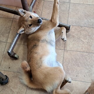 生後半年。元気いっぱいの女の子です