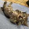 じんちゃーん