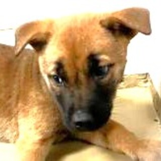 4-3-275◆可愛い子犬◆家族に迎えませんか？