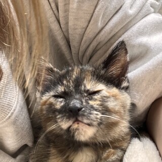 ２ヶ月のサビ猫すぐに引き取れる方！