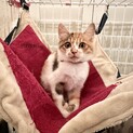 抜群に性格良しな三毛猫セシルちゃんトライアル中