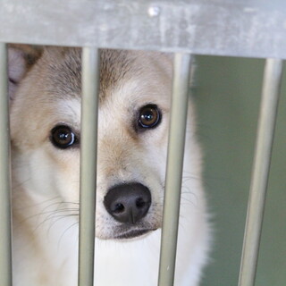 クリクリお目目が可愛いイケメン夏くん