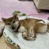 の写真