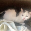 白血病でも元気で甘えん坊なダッシュちゃん