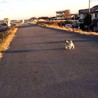 レディエガ