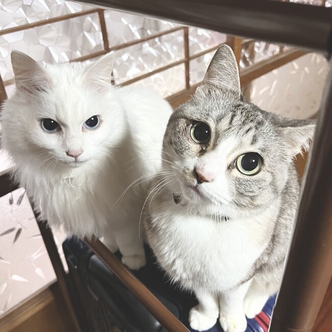 けんご879のカバー写真