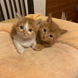 茶トラ茶白兄弟　2匹ペア