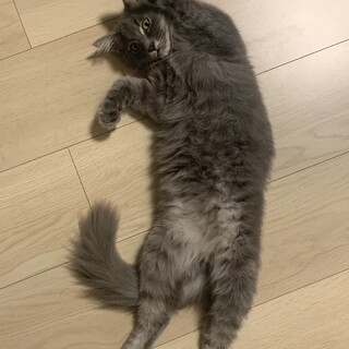 殺処分寸前を保護、飼育　オス約6ヶ月