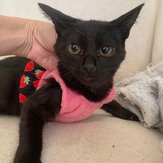 人懐こい黒猫みのりちゃん 避妊済