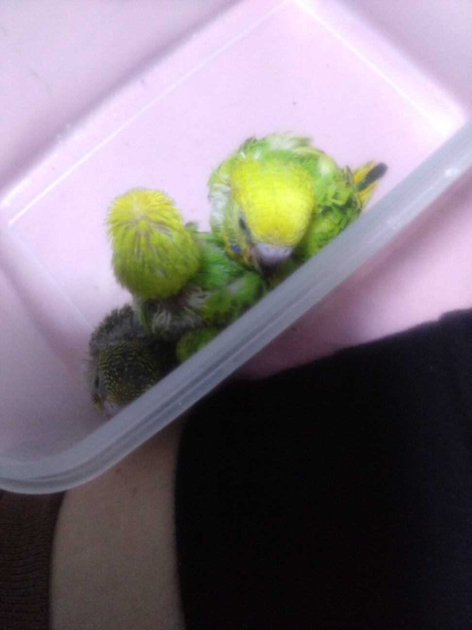 里親募集緊急 サムネイル2