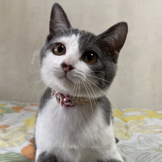 お目目が綺麗なグレー白の女の子♪　ルビー