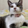 お目目が綺麗なグレー白の女の子♪　ルビー サムネイル2