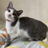 お目目が綺麗なグレー白の女の子♪　ルビー サムネイル5