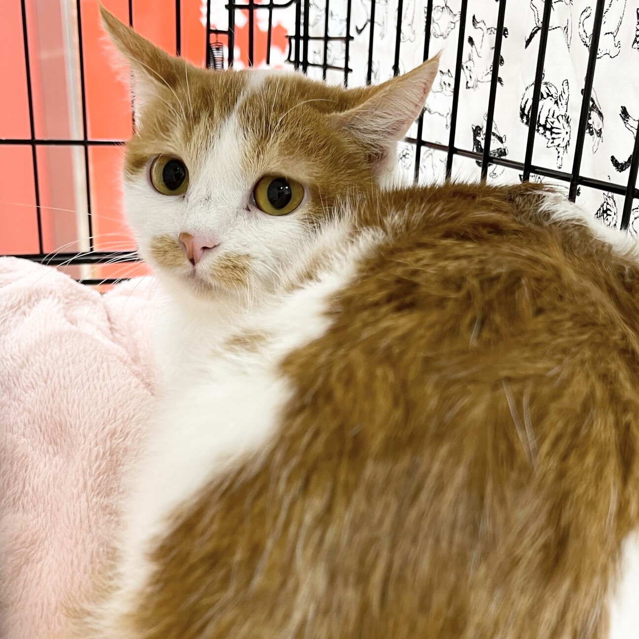 ふくふく顔の茶白猫✨ルー」東京都 - 猫の里親募集(476831) 7枚目の
