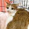 ふくふく顔の茶白猫✨ルーズちゃん✨メス サムネイル7