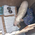 ミニブタの里親様募集してます、