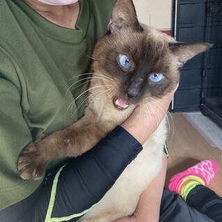 でれでれ♡BOY『メルト』