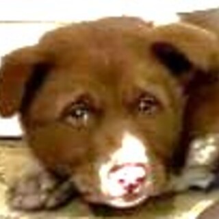 4-3-280◆可愛い子犬◆家族に迎えませんか？