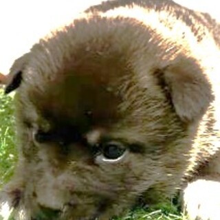 4-3-281◆可愛い子犬◆家族に迎えませんか？