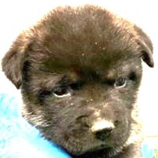 4-3-283◆可愛い子犬◆家族に迎えませんか？