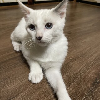 仮名　くるん♀