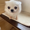 チワワ女の子