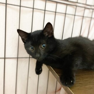 将来美猫になる予定♡黒猫クリ