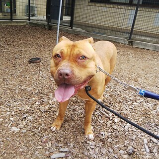 明るく陽気で甘ったれなピットブルの女の子です