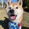 8kgのツンデレマイペースな柴犬ピースくん
