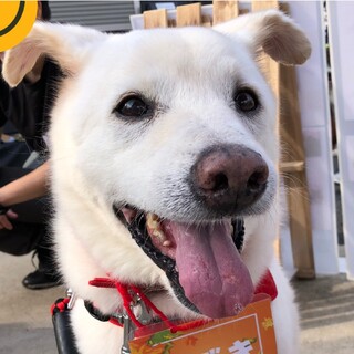他犬や猫に優しい日本犬ミックス イブキ君