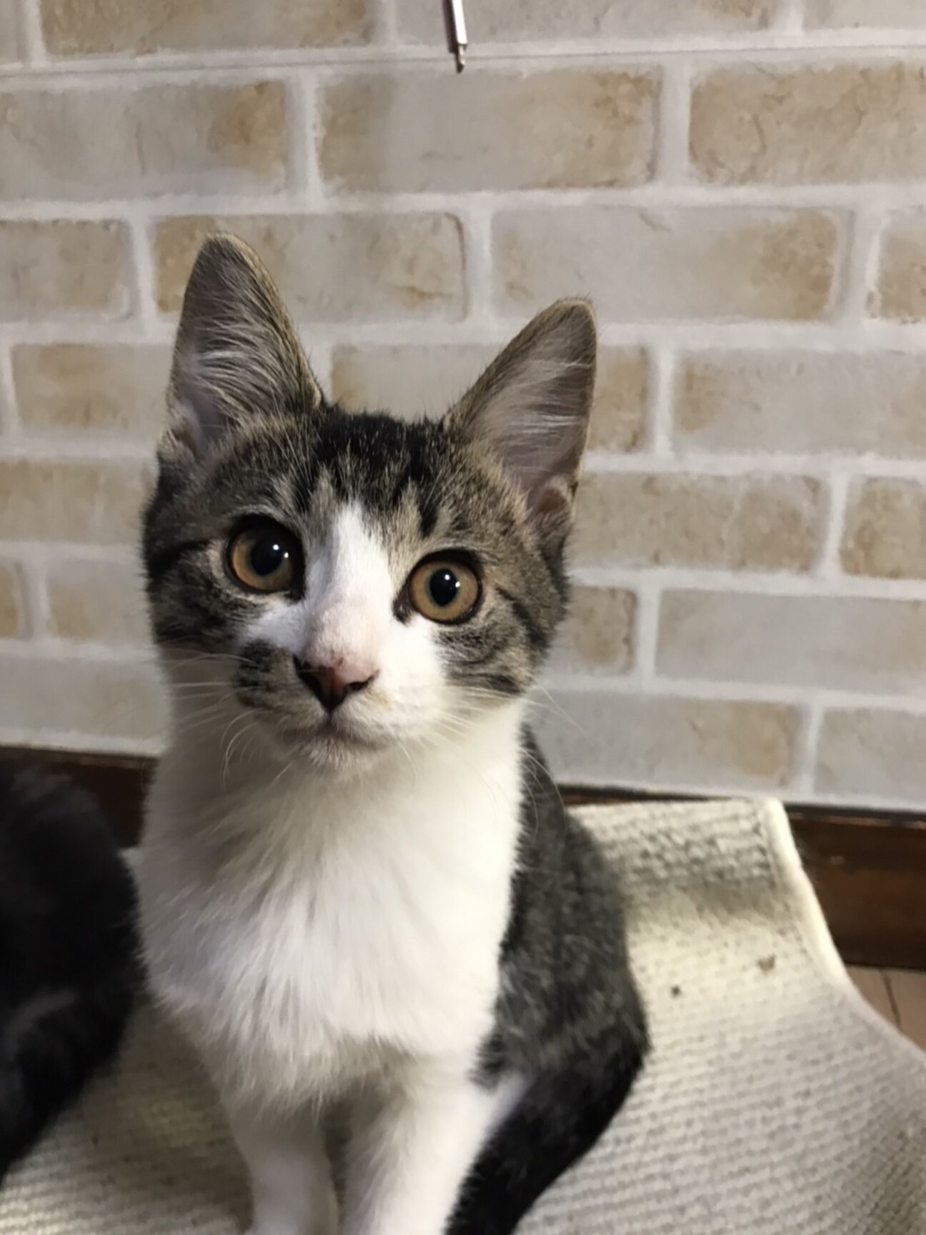 キジ白、かわいい子猫」茨城県 - 猫の里親募集(477078