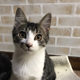 キジ白、かわいい子猫