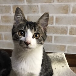 【寒さのため中止】ねこねこ里親会 in 茨城つくば（研究学園）