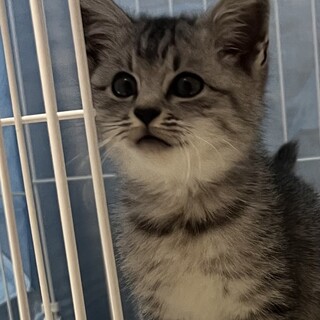 かわいいサバトラの男の子です