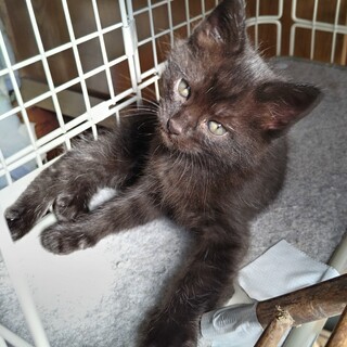 生後約2ヶ月　グレーっぽい黒のオス