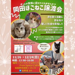 11/26【岡田ほごねこ譲渡会】