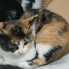 子猫ちゃんたちの里親になって下さい サムネイル2
