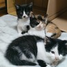 子猫ちゃんたちの里親になって下さい サムネイル3